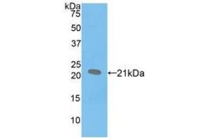 Western blot analysis of recombinant Mouse SPB. (SFTPB antibody  (AA 20-193))