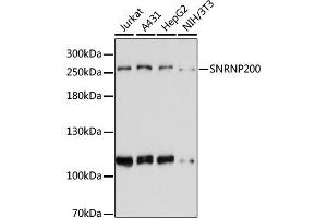 Western blot analysis of extracts of various cell lines, using SNRNP200 antibody (ABIN6133390, ABIN6148204, ABIN6148205 and ABIN6221689) at 1:3000 dilution. (SNRNP200 antibody  (AA 1947-2136))