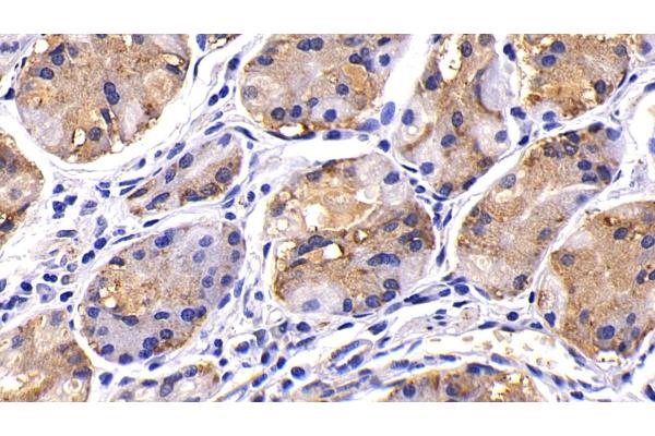 MMP7 antibody  (AA 1-267)