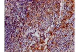 IHC image of ABIN7127394 diluted at 1:100 and staining in paraffin-embedded human tonsil tissue performed on a Leica BondTM system. (Recombinant SELPLG antibody)
