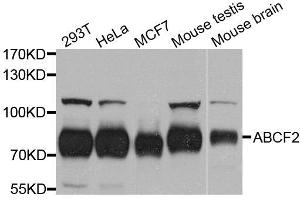 ABCF2 antibody  (AA 1-250)