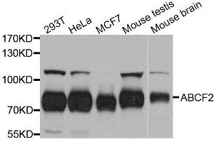 Western blot analysis of extracts of various cell lines, using ABCF2 antibody. (ABCF2 antibody  (AA 1-250))