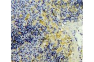 Used in DAB staining on fromalin fixed paraffin-embedded Spleen tissue (PF4 antibody  (AA 25-105))