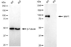 Western blotting analysis using BAP1 antibody (ABIN7797785). (Recombinant BAP1 antibody)