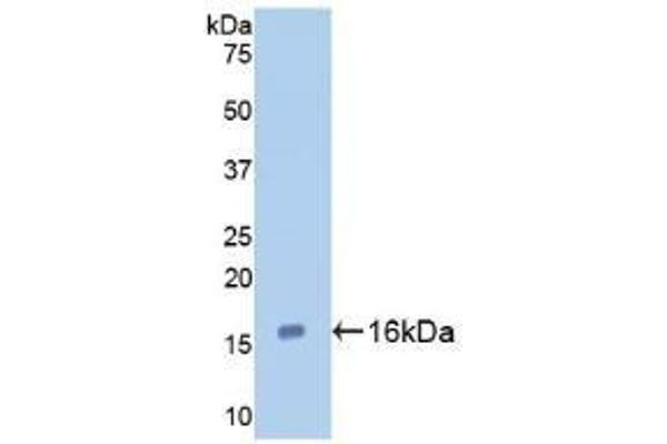 LGALS7 抗体  (AA 1-136)