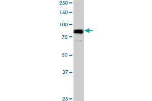 Western Blotting (WB) image for anti-Sp1 Transcription Factor (SP1) (AA 89-199) antibody (ABIN598936) (SP1 antibody  (AA 89-199))