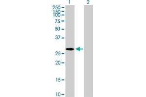 NPM2 antibody  (AA 1-214)