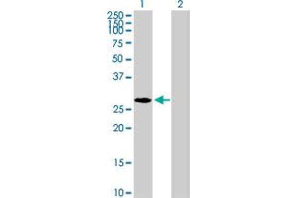 NPM2 antibody  (AA 1-214)