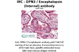 Image no. 1 for anti-Opsin 3 (OPN3) (Internal Region) antibody (ABIN1737653) (OPN3 antibody  (Internal Region))