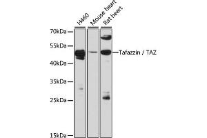 Western blot analysis of extracts of various cell lines, using Tafazzin / TAZ antibody (ABIN6128849, ABIN6148874, ABIN6148876 and ABIN6216460) at 1:3000 dilution. (TAZ antibody  (AA 174-248))