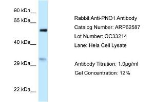 Western Blotting (WB) image for anti-Partner of NOB1 Homolog (PNO1) (N-Term) antibody (ABIN2789185) (PNO1 antibody  (N-Term))