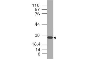 Image no. 1 for anti-Anterior Pharynx Defective 1 Homolog A (C. Elegans) (APH1A) (AA 11-245) antibody (ABIN5027035)