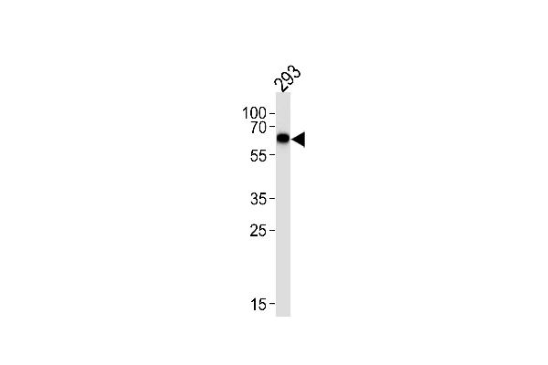 STK39 antibody  (AA 346-376)