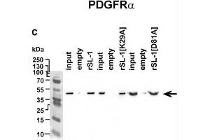Analysis of rSLURP-1 targets in A549 cells. (PDGFRA antibody  (AA 179-361))