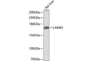 Western blot analysis of extracts of rat liver, using L Antibody  at 1:1000 dilution. (Laminin beta 3 antibody  (AA 18-230))