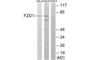 Western blot analysis of extracts from HeLa cells and COLO205 cells, using FZD1 antibody. (FZD1 antibody  (N-Term))