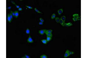 Immunofluorescent analysis of HepG2 cells using ABIN7147620 at dilution of 1:100 and Alexa Fluor 488-congugated AffiniPure Goat Anti-Rabbit IgG(H+L) (Choline Acetyltransferase antibody  (AA 354-592))