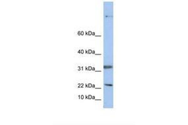Sep 15 antibody  (C-Term)