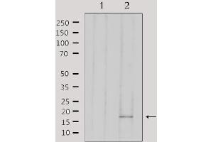 Western blot analysis of extracts from 293, using AIF1 Antibody. (Iba1 antibody  (C-Term))