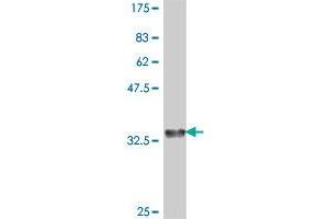 Western Blot detection against Immunogen (36. (RAMP1 antibody  (AA 27-117))