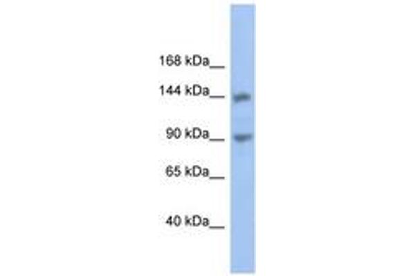 CNTNAP3 抗体  (AA 611-660)