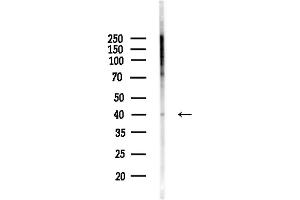 anti-Olfactory Receptor, Family 1, Subfamily F, Member 1 (OR1F1) (C-Term) antibody