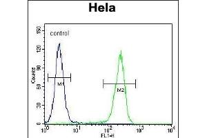 CRFR2D Antibody (ABIN655259 and ABIN2837856) flow cytometric analysis of Hela cells (right histogram) compared to a negative control cell (left histogram). (CRFR2D antibody)