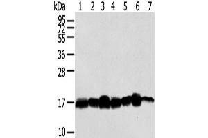 Western Blot analysis of Hela, NIH/3T3, LNCap and 293T cells, Mouse brain tissue, A549 and Jurkat cells using NME2 Polyclonal Antibody at dilution of 1/300 (NME2 antibody)