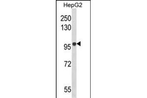 Western blot analysis of BANK1 Antibody (Center) (ABIN652611 and ABIN2842409) in HepG2 cell line lysates (35 μg/lane). (BANK1 antibody  (AA 119-146))