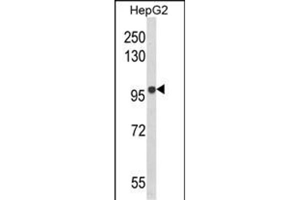 BANK1 Antikörper  (AA 119-146)