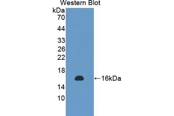 NSP5 anticorps  (AA 961-1063)