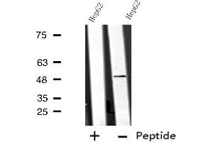 Western blot analysis of extracts from HepG2 cells using ANGPTL7 antibody. (ANGPTL7 antibody  (C-Term))