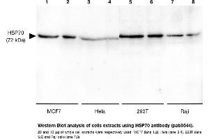 Image no. 1 for anti-Heat Shock 70kDa Protein 1A (HSPA1A) antibody (ABIN347743)