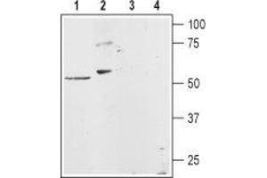 Western blot analysis of rat heart membranes (lanes 1 and 3) and rat basophilic leukemia (RBL) cell lysates (lanes 2 and 4): - 1,2. (HRH1 antibody  (3rd Intracellular Loop))