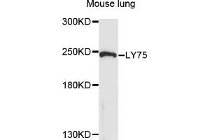 Western blot analysis of extracts of mouse lung, using LY75 antibody (ABIN6003771) at 1/1000 dilution. (LY75/DEC-205 antibody)
