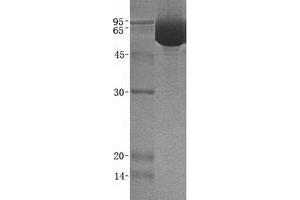 Validation with Western Blot (LILRB2 Protein (Transcript Variant 2))