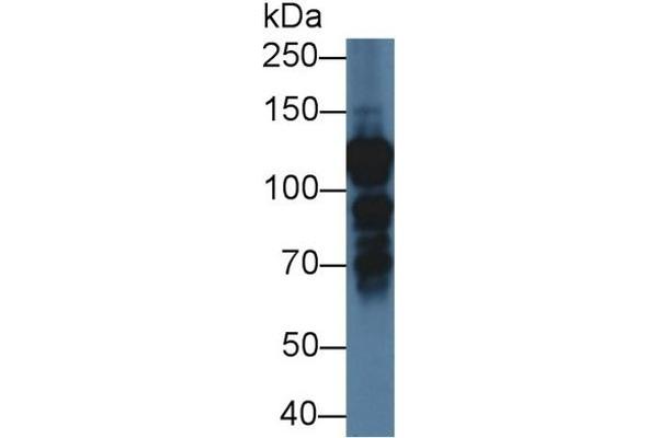 Interleukin enhancer-binding factor 3 (ILF3) (AA 672-891) antibody