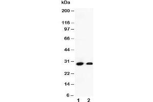 Western Blotting (WB) image for anti-Granzyme B (GZMB) (C-Term) antibody (ABIN3031104)