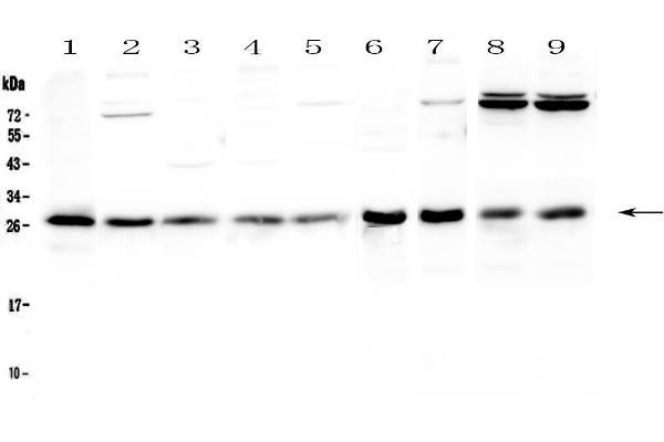 RAB27A antibody  (AA 98-216)