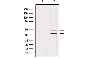Western blot analysis of extracts from Hela, using SUGT1 Antibody.
