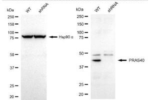 Western blotting analysis using PRAS40 antibody (ABIN7797547).