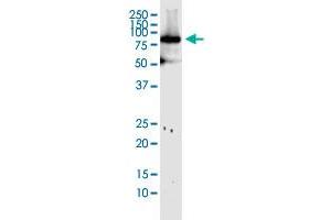 MFN1 monoclonal antibody (M04), clone 3C9. (MFN1 antibody  (AA 1-741))