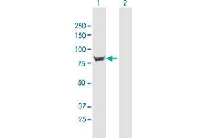Western Blot analysis of RINT1 expression in transfected 293T cell line by RINT1 MaxPab polyclonal antibody. (RINT1 antibody  (AA 1-792))