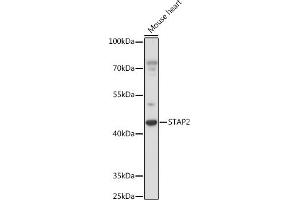 Western blot analysis of extracts of Mouse heart, using ST antibody (ABIN7270313) at 1:1000 dilution. (STAP2 antibody  (AA 130-220))