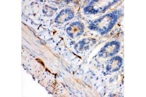 Anti-IRS1 antibody, (ABIN3043251), IHC(P)IHC(P): Rat Intestine Tissue (IRS1 antibody  (AA 1041-1242))