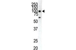 Western blot analysis of EphA1 antibody and HeLa cell lysate. (EPHA1 antibody  (AA 913-943))