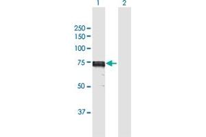 Western Blot analysis of IDS expression in transfected 293T cell line by IDS MaxPab polyclonal antibody. (IDS antibody  (AA 1-550))
