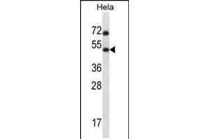 Western blot analysis in Hela cell line lysates (35ug/lane). (HSFX1 antibody  (AA 201-230))