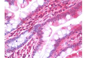 Anti-CYP2F / CYP2F1 antibody IHC staining of human small intestine. (CYP2F1 antibody  (AA 55-326))