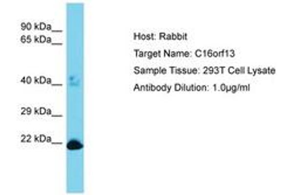 C16ORF13 anticorps  (AA 50-99)